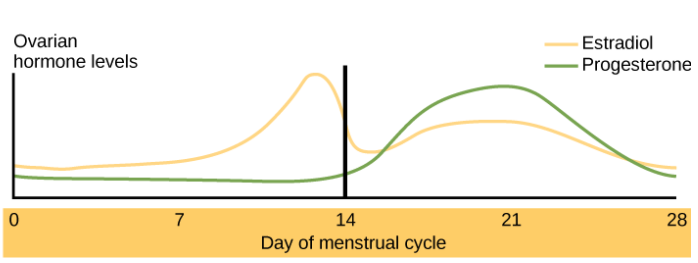 day of menstrual cycle